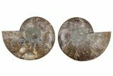 Cut & Polished, Agatized Ammonite Fossil - Madagascar #212889-1